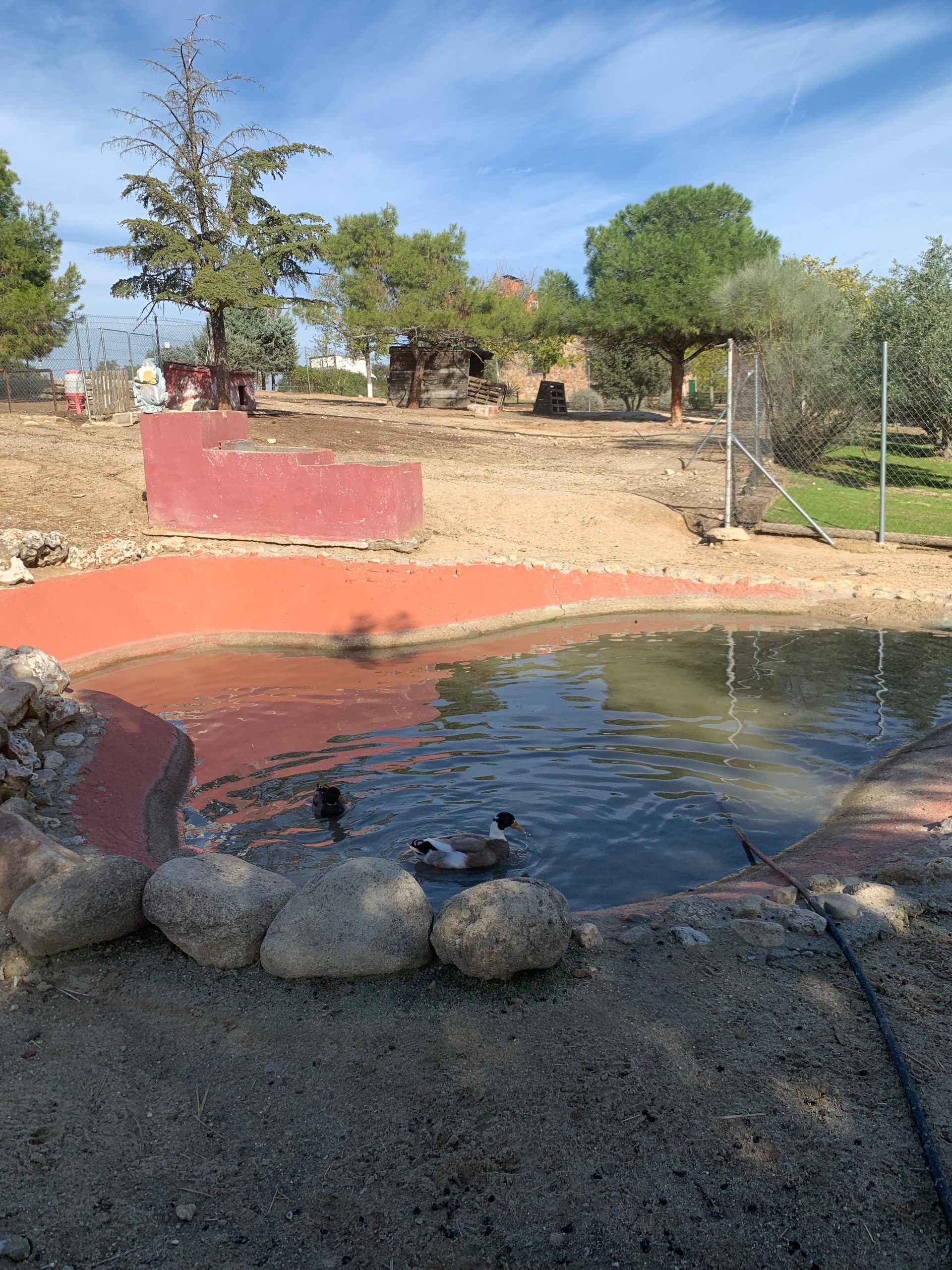 PATOS